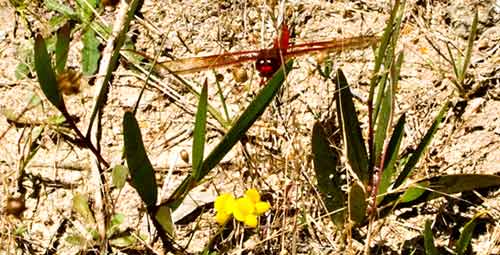 orange dragonfly